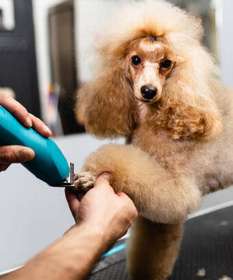 miniature poodle at grooming salon.