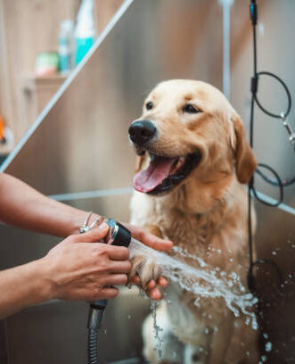 groomer working with a golden retriver dog in pet grooming salon.