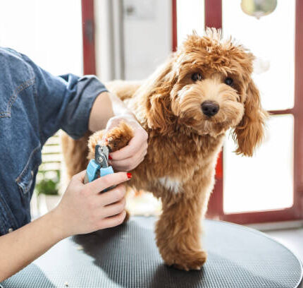 cute poodle dog getting nails clipped in the dog grooming salon